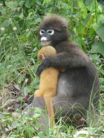 Dusky Langur mother and baby